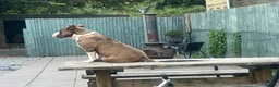 Mixed Breed dogs for sale: Mum bull mix dad European Doberman Bullderman pups in Swansea - Advert 15