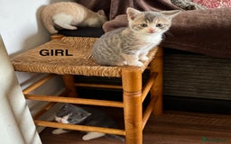 Mixed Breed cats for sale: 5 beautiful kittens ready for new homes  - Image 5