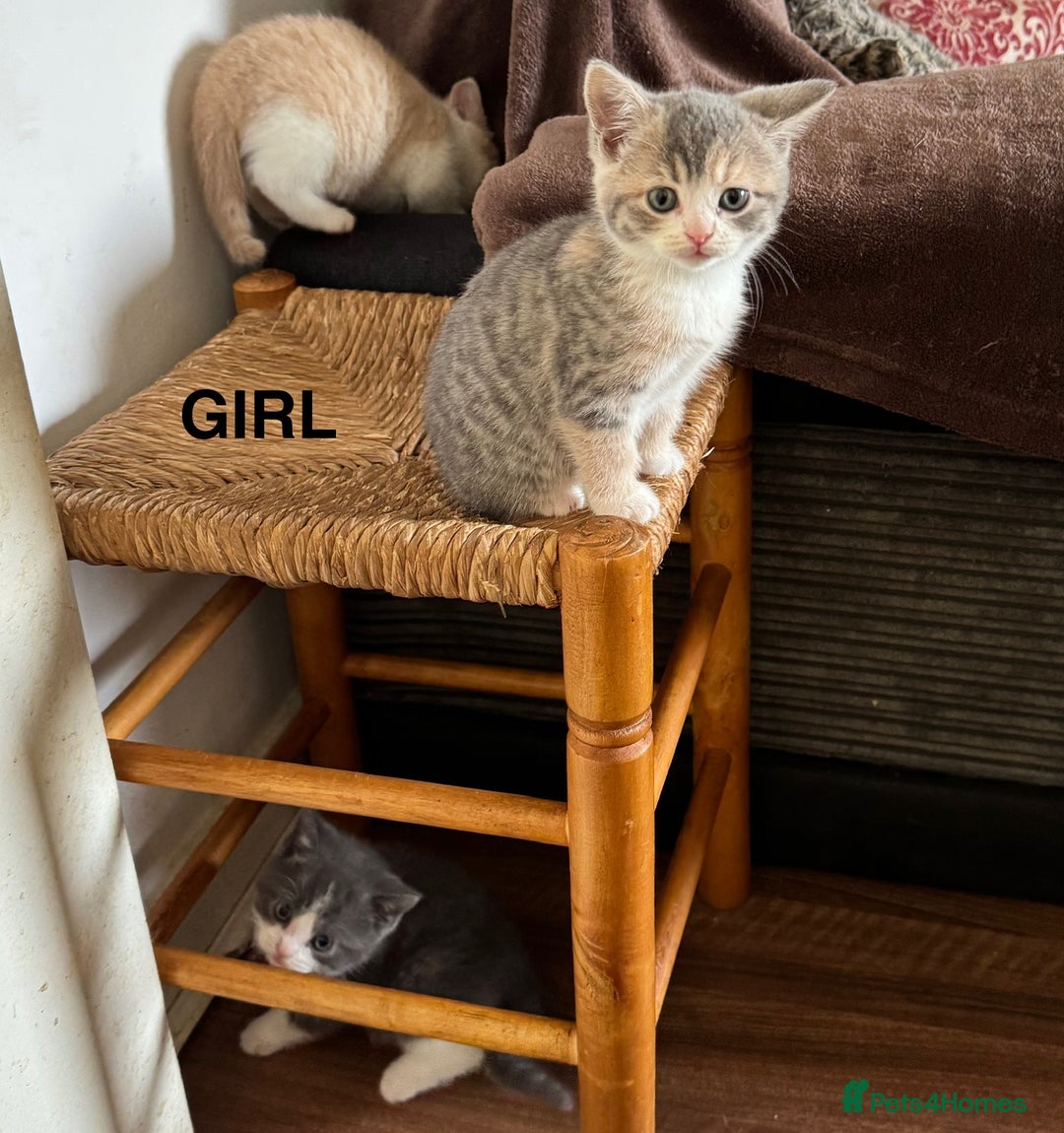 Mixed Breed cats for sale: 5 beautiful kittens ready for new homes  - Image 5