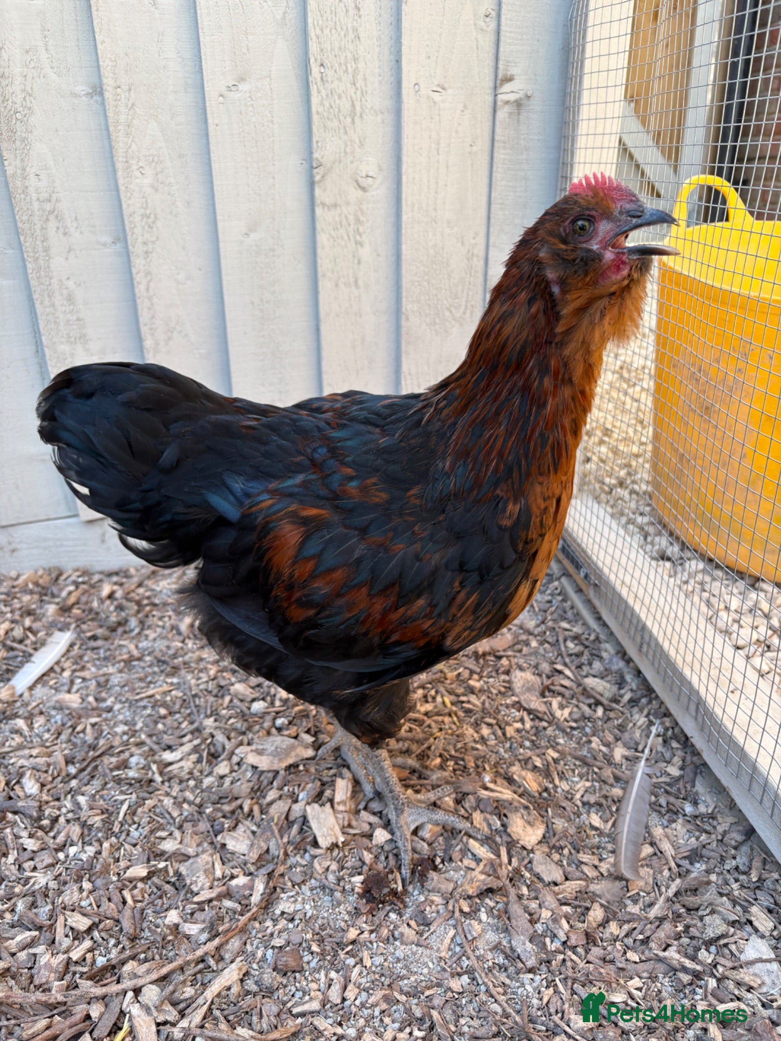 Chickens poultry Young cockerel - Advert 2