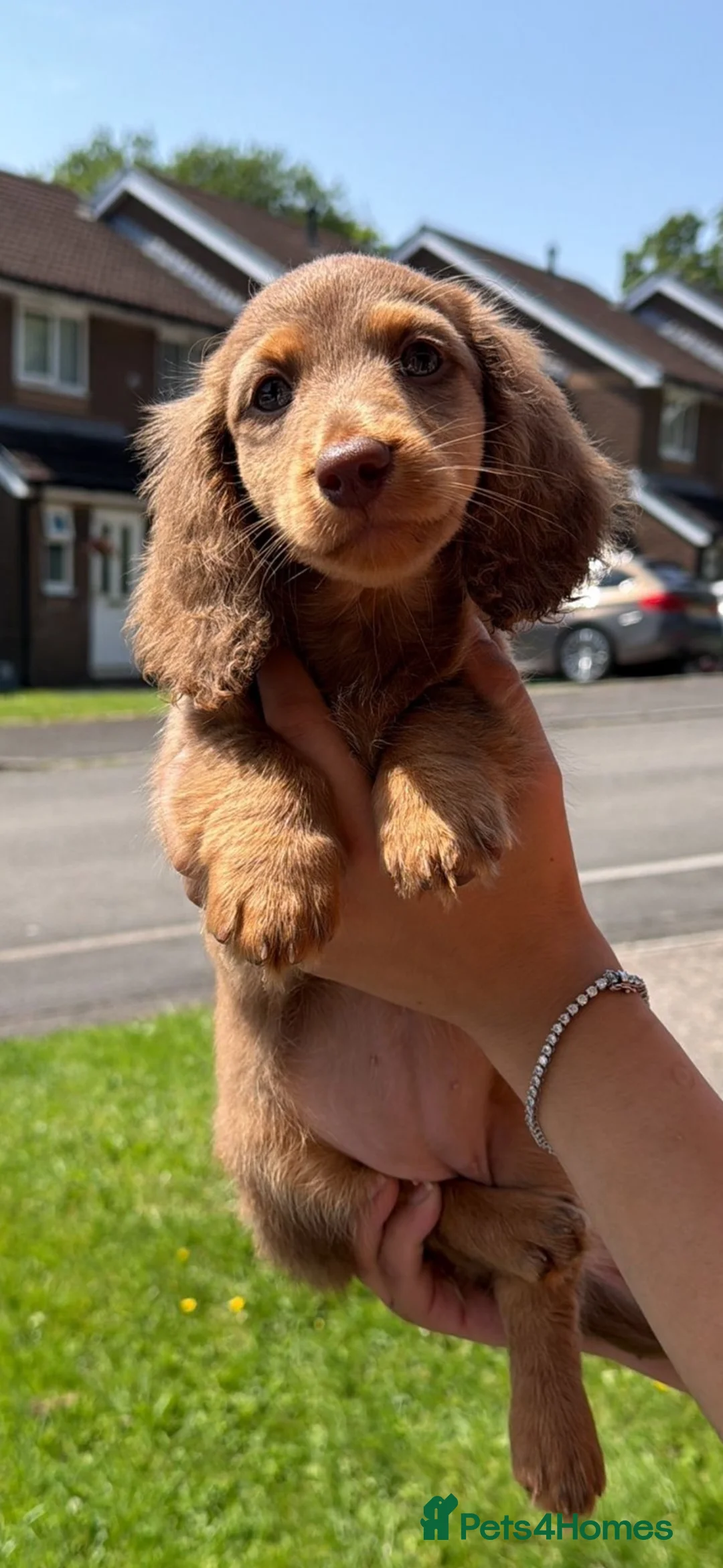 Miniature Dachshund dogs for sale: ✨LAST FEMALE miniature longhair dachshund  - Advert 2