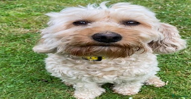 Cockapoo dogs in Malvern - Advert 3