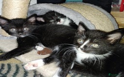 Mixed Breed cats for sale: Adorable kittens looking for loving homes - Image 8