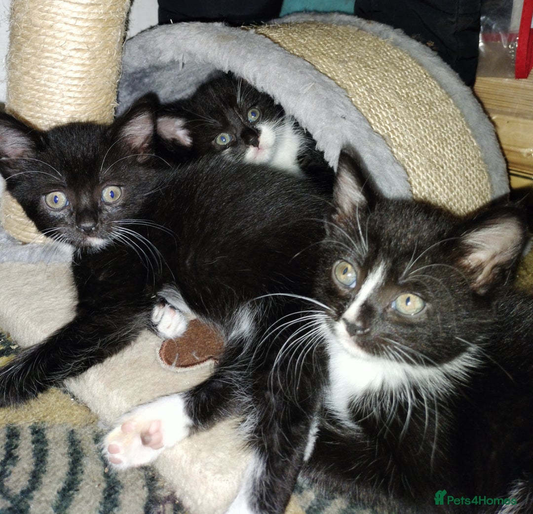 Mixed Breed cats for sale: Adorable kittens looking for loving homes - Image 8
