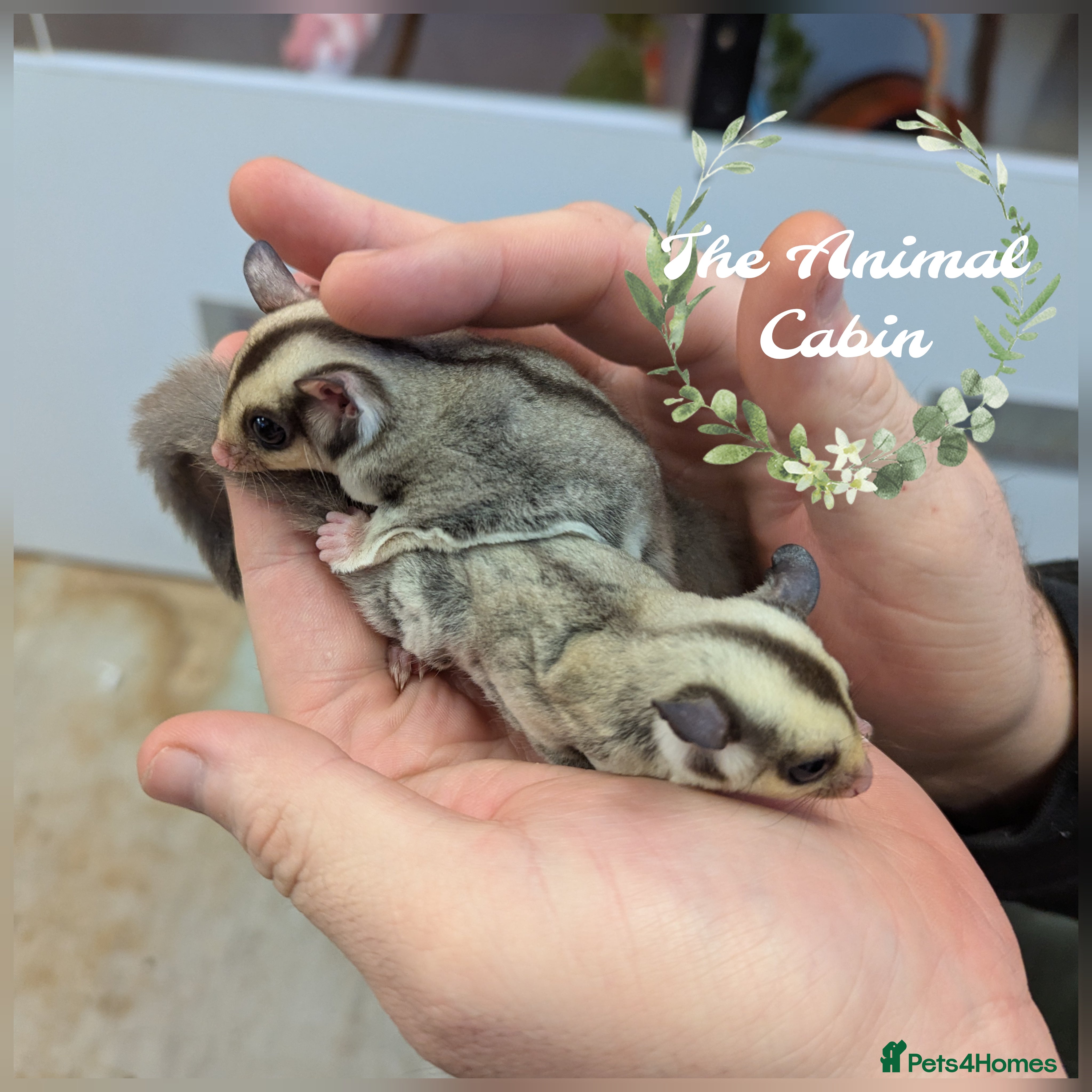 Sugar Glider rodents Sugar glider joeys. Friendly. Grey and grey mosaic - Advert 4