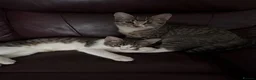 Domestic Shorthair cats for sale: 3mo Kittens: Vet Checked & Litter Trained - Advert 5