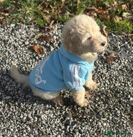 Mixed Breed dogs F1B SAINTBERNADOODLE FULL VET CHECKED ALL HEALTHY - Advert 13