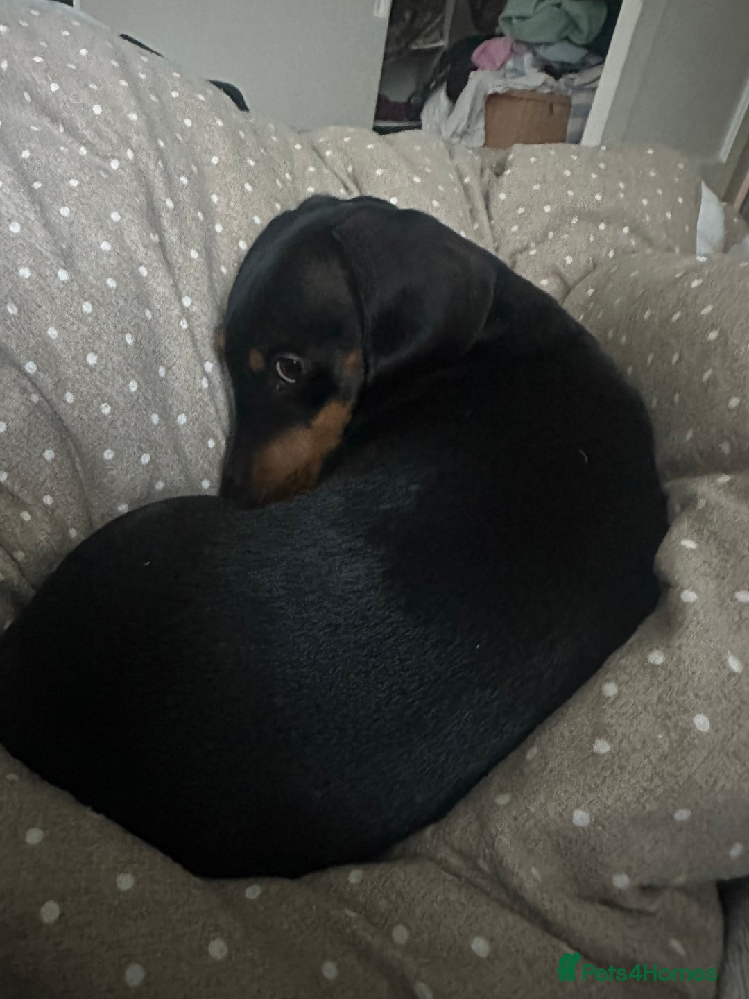 Miniature Dachshund dogs for sale: Mini dachshund for rehome - Advert 5