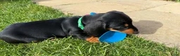 Miniature Dachshund dogs for sale: Miniature short haired Dachshund Puppy’s - Advert 36
