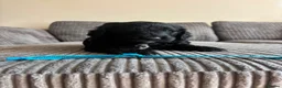 Goldendoodle dogs for sale: Superb Fully Health Tested Rare Goldendoodle Pups in Basingstoke - Advert 6