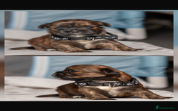 Mixed Breed dogs for sale: 6 Gorgeous Shorkie’s ready 20/12/025 - Advert 1