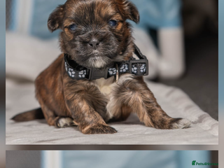 Mixed Breed dogs for sale: 6 Gorgeous Shorkie’s ready 20/12/025 - Advert 1