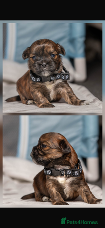 Mixed Breed dogs 6 Gorgeous Shorkie’s ready for XMAS - Advert 3