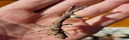 Praying Mantis invertebrates for sale: PRAYING MANTIS AVAILABLE - Advert 4