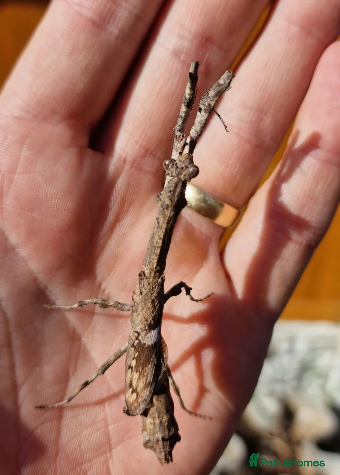 Praying Mantis invertebrates for sale: PRAYING MANTIS AVAILABLE - Advert 2