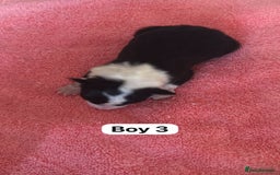 Border Collie dogs for sale: 10 border collies for sale  - Image 6