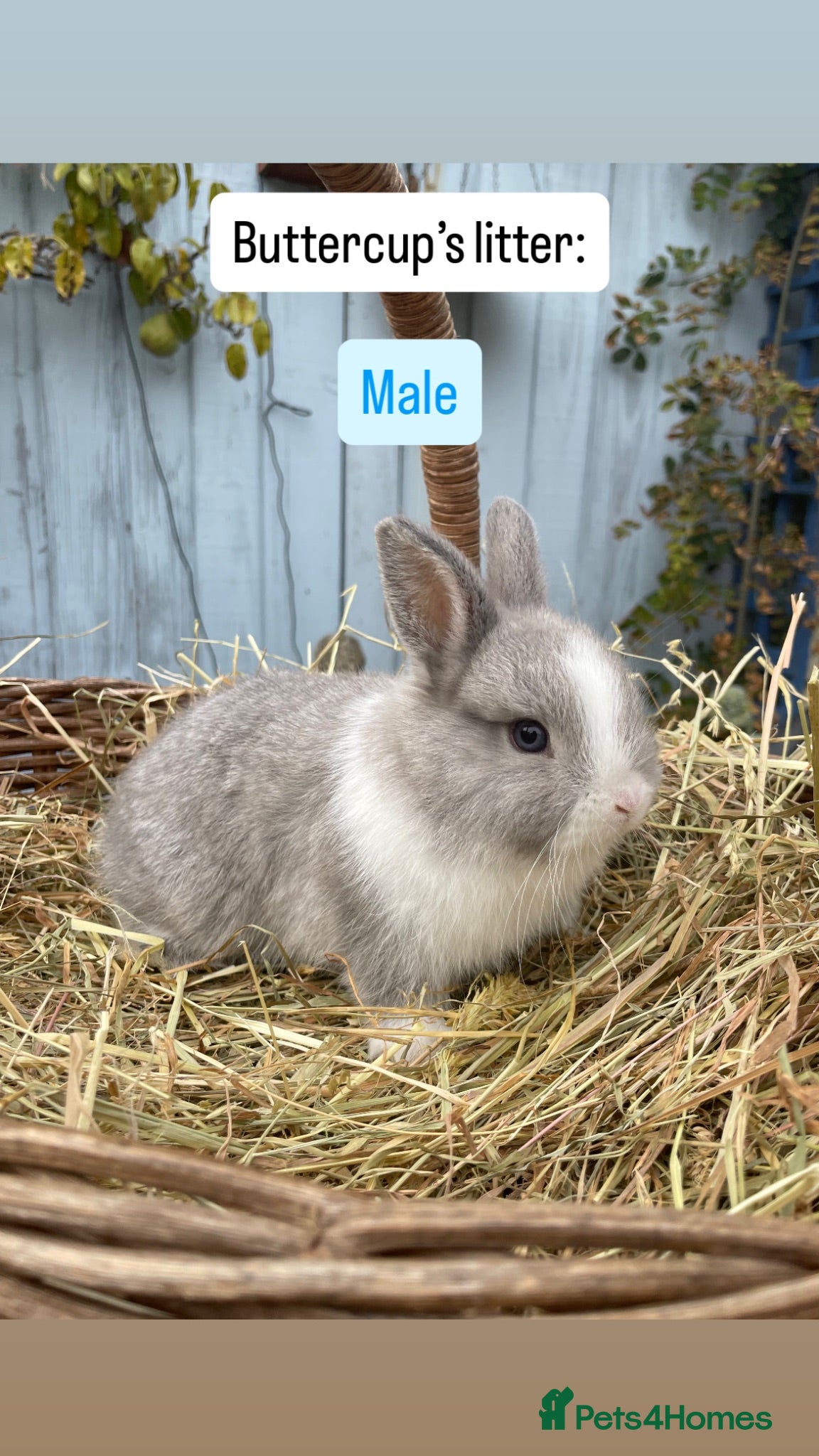 Netherland Dwarf rabbits Netherland Dwarf Baby Rabbits - Advert 6