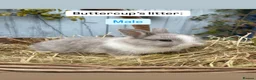 Netherland Dwarf rabbits for sale: Netherland Dwarf Baby Rabbits - Advert 1