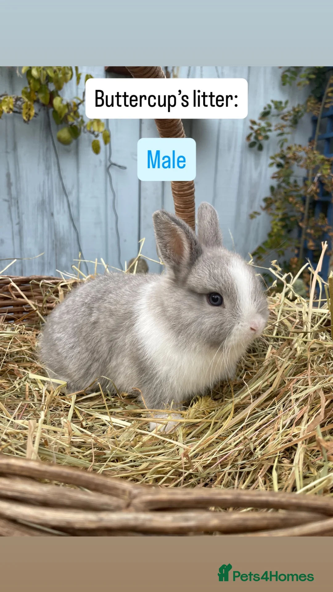 Netherland Dwarf rabbits for sale: Netherland Dwarf Baby Rabbits - Advert 1