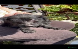 Jackapoo dogs for sale: Beautiful jackapoo puppies - Image 4