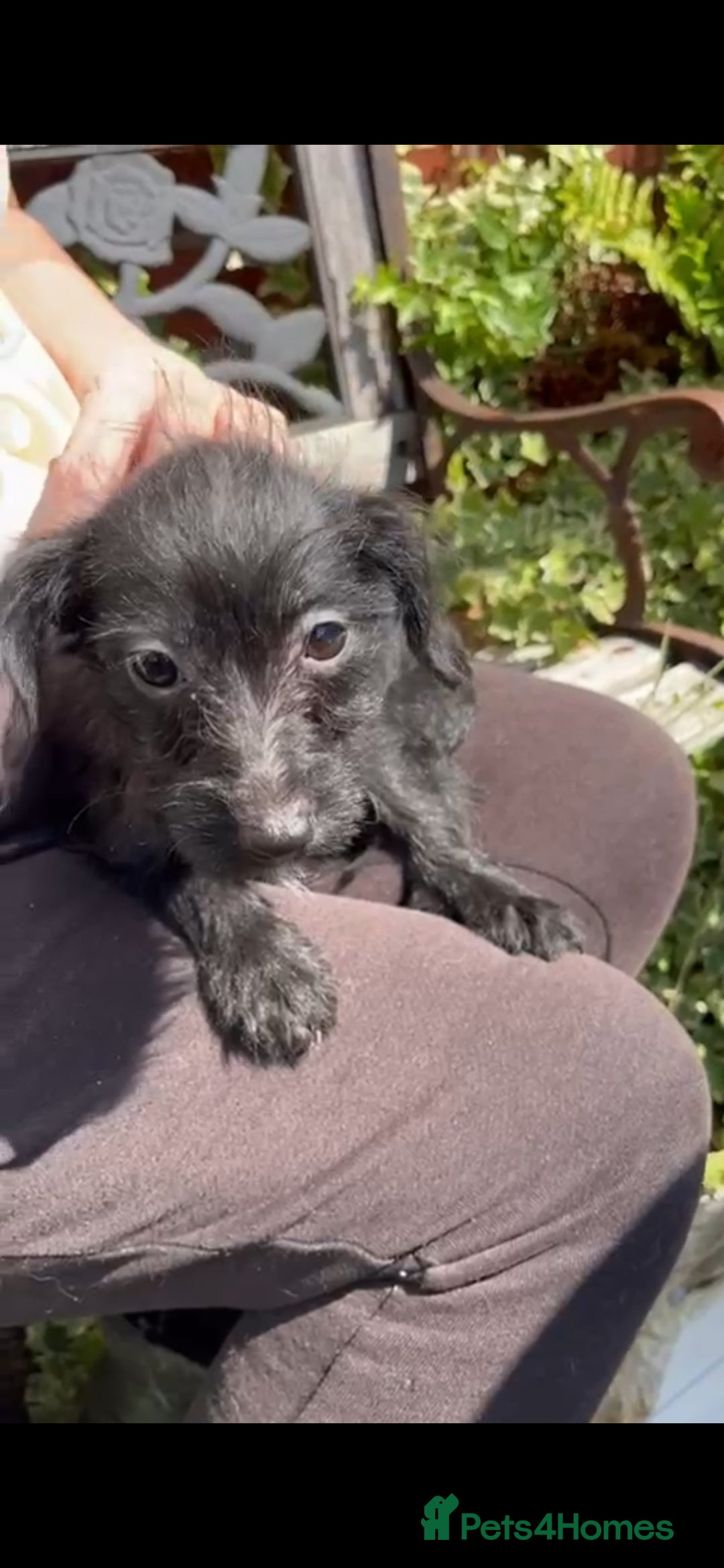 Jackapoo dogs for sale: Beautiful jackapoo puppies - Image 4