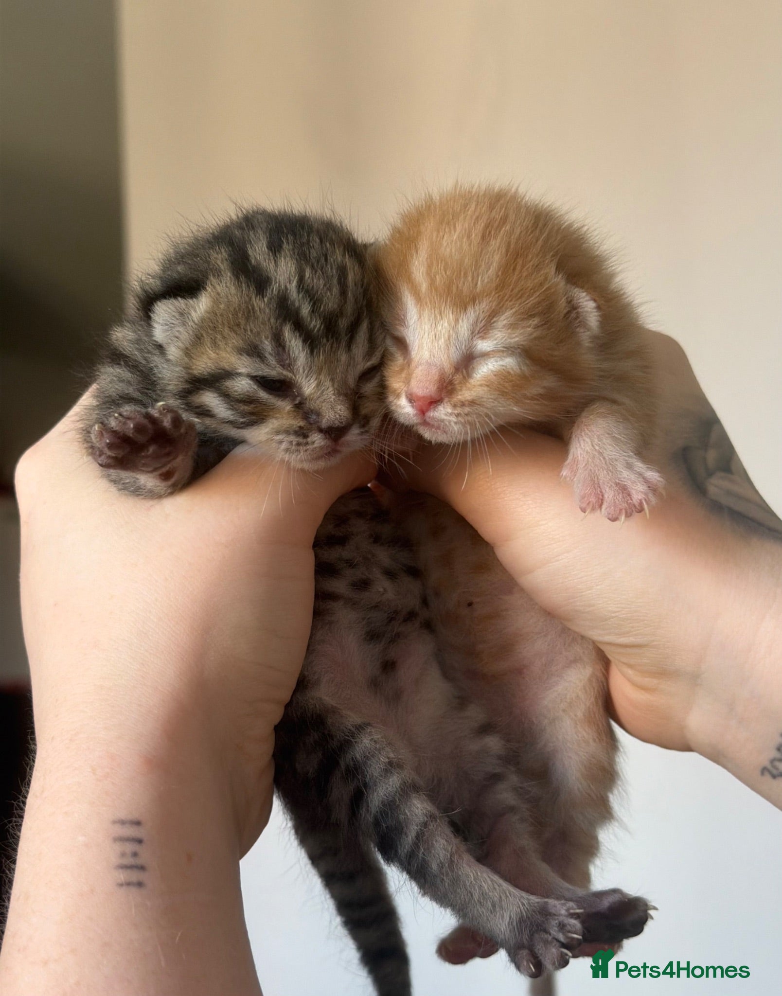 Mixed Breed cats X2 Male kittens (Ready from 15/08/26) - Advert 2