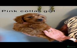 Cockapoo dogs for sale: Red F1 toy cockapoo puppies - Image 9