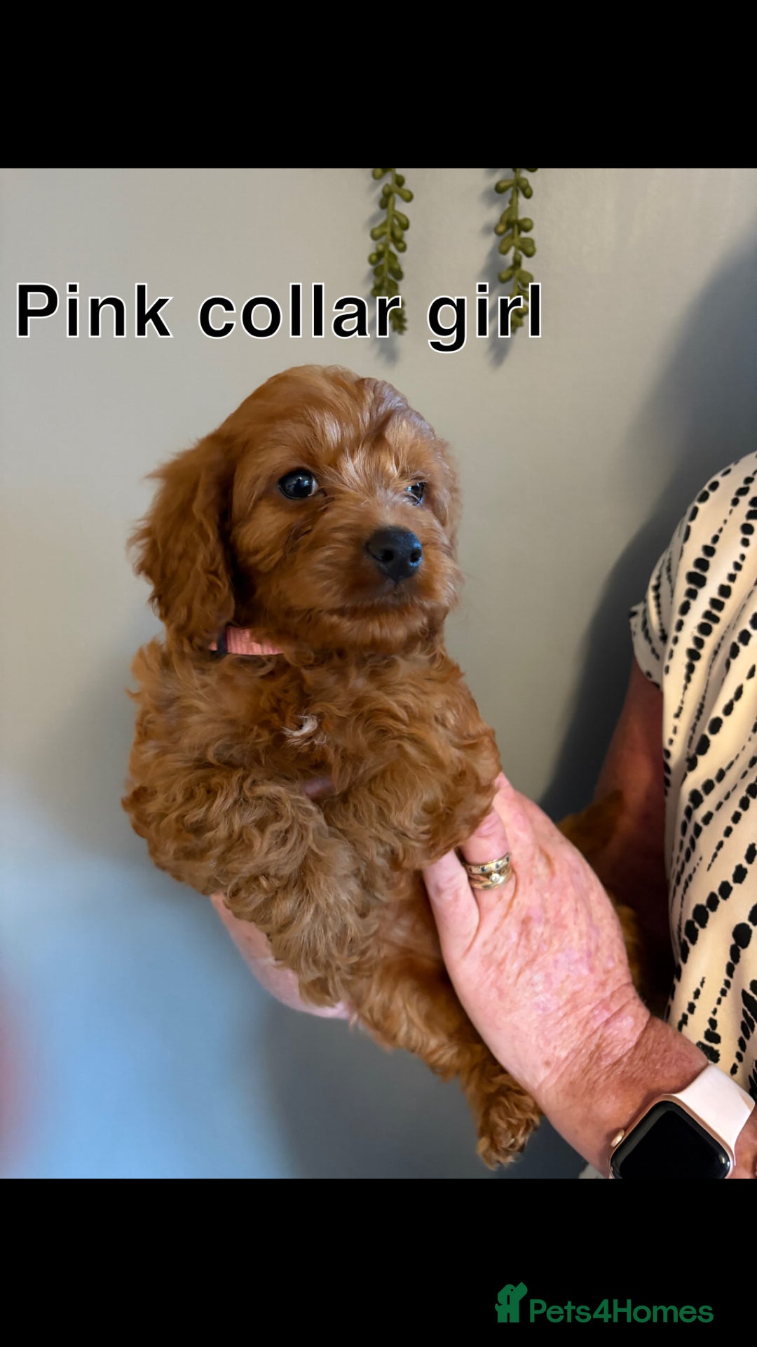 Cockapoo dogs for sale: Red F1 toy cockapoo puppies - Image 9