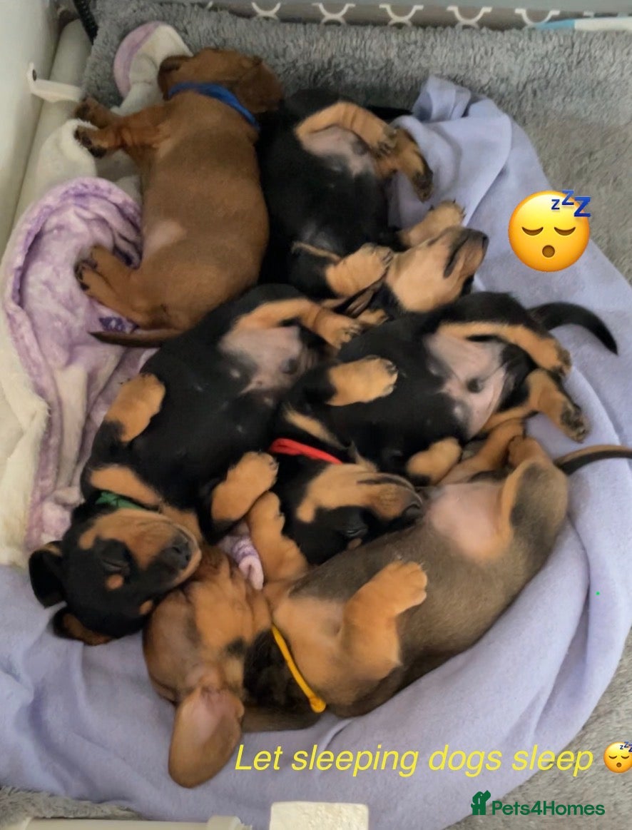 Miniature Dachshund dogs Your new best friend awaits🥰 5 gorgeous boys🩵 - Advert 13