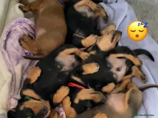 Miniature Dachshund dogs Your new best friend awaits🥰 5 gorgeous boys🩵 - Advert 13