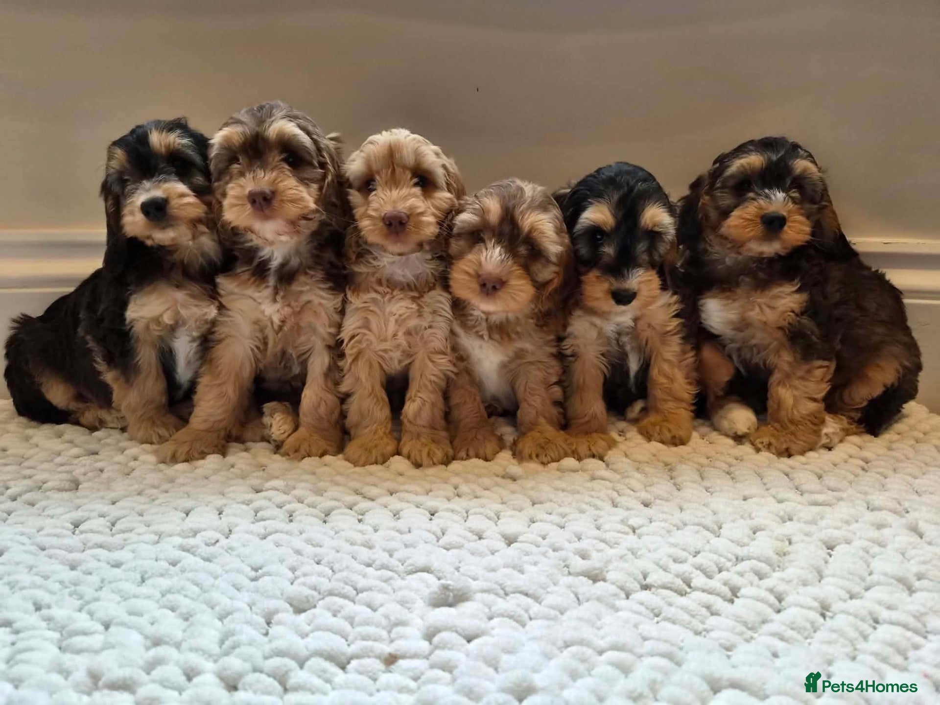 Cockapoo dogs for sale: Cockapoo puppy’s  - Advert 1