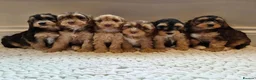 Cockapoo dogs for sale: Cockapoo puppy’s  in Hull - Advert 1