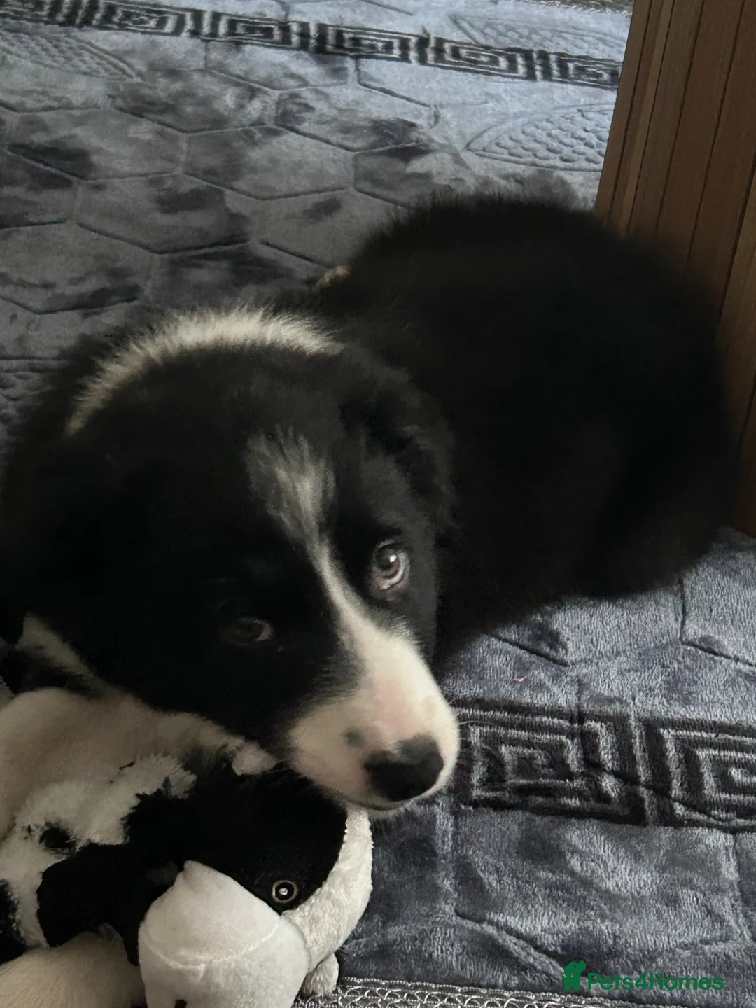 Border Collie dogs for sale: 10 weeks old border collie  - Advert 3