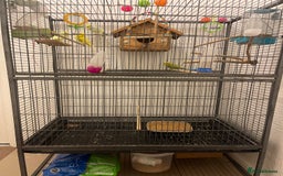 Parrots birds for sale: Budgies - Image 2