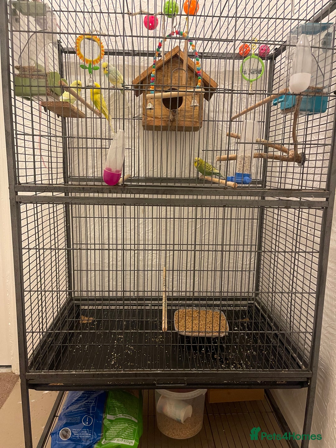 Parrots birds for sale: Budgies - Image 2