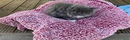 Ragdoll cats for sale: 5 ABSOLUTELY SYUNNING RAGDOLLS  - Advert 4