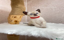 Bengal cats for sale: International Championship, Full Pedigree Bengals - Image 9