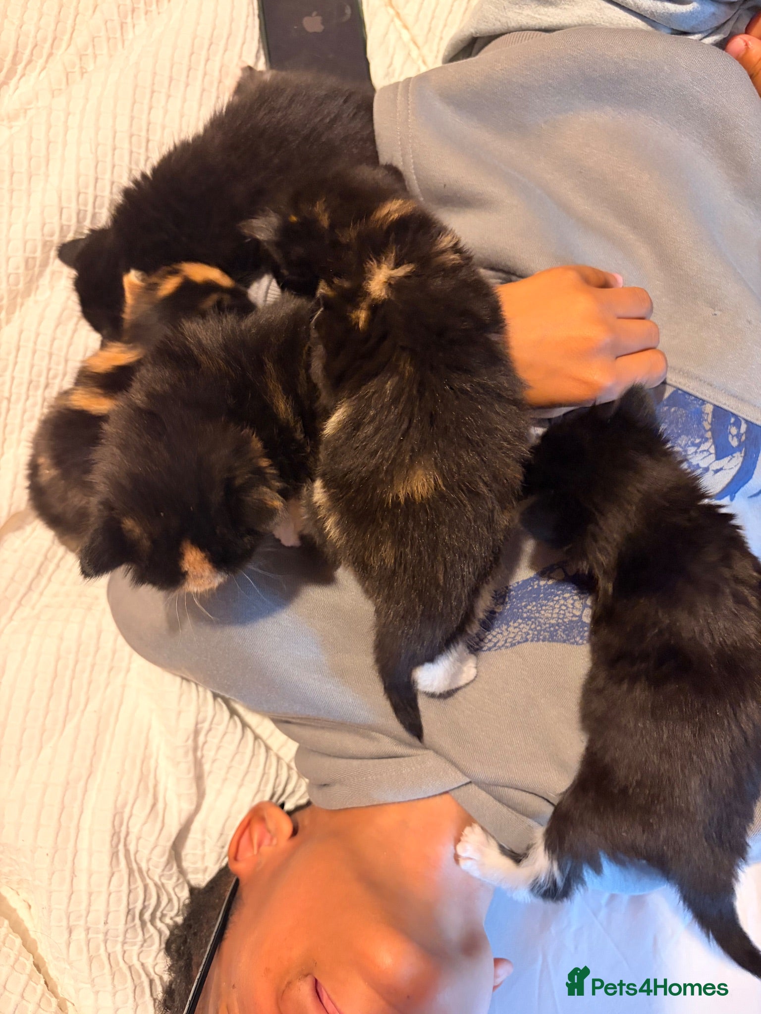 Mixed Breed cats Kittens for sale  - Advert 1