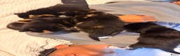 Mixed Breed cats for sale: Kittens for sale  - Advert 1