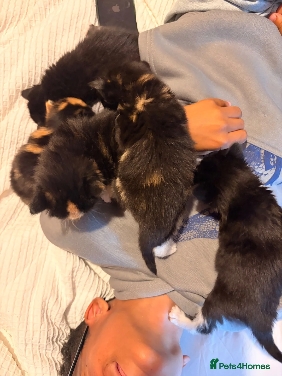 Mixed Breed cats for sale: Kittens for sale  - Advert 1