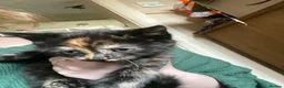 British Longhair cats for sale: Beautiful kittens  - Advert 8