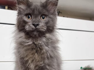 Maine Coon cats Beautiful Maine Coon Kittens - Advert 6