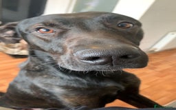 Mixed Breed dogs for sale: 2 year old Belgian Malinois cross (Ivar) - Advert 2