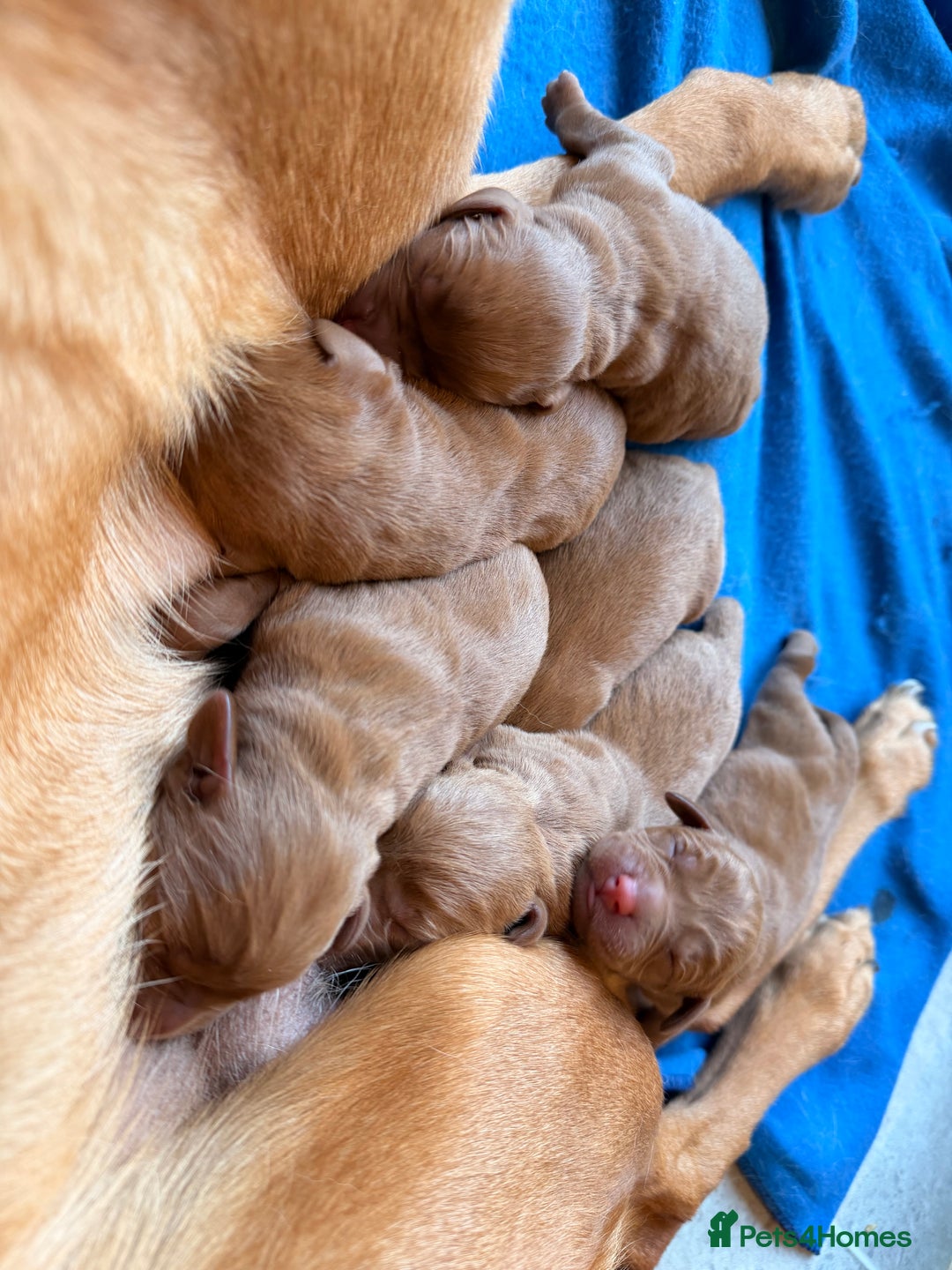 Labrador Retriever dogs for sale: Exceptional Dark Red Lab Puppy’s by Aglabs Icon  - Advert 4