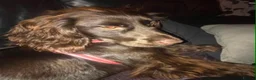 Sprocker dogs for sale: Adorable quality sprocker  puppies  - Advert 7