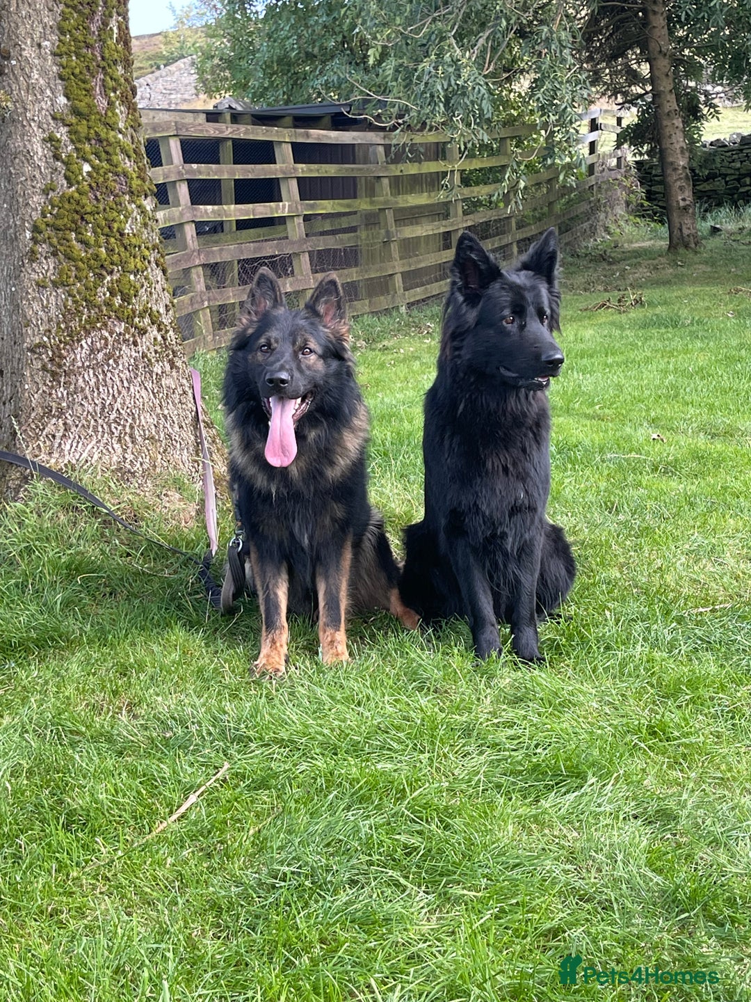 German Shepherd dogs for sale: KC HEALTH TEST LONG HAIRED GERMAN SHEPHERD PUPPIES - Advert 12