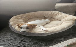 Jack Russell dogs for sale: Ladt puppy left - Image 7