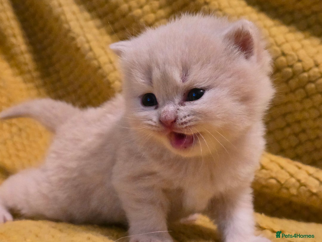 British Shorthair cats for sale: TICA registered British shorthair kittens - Advert 29