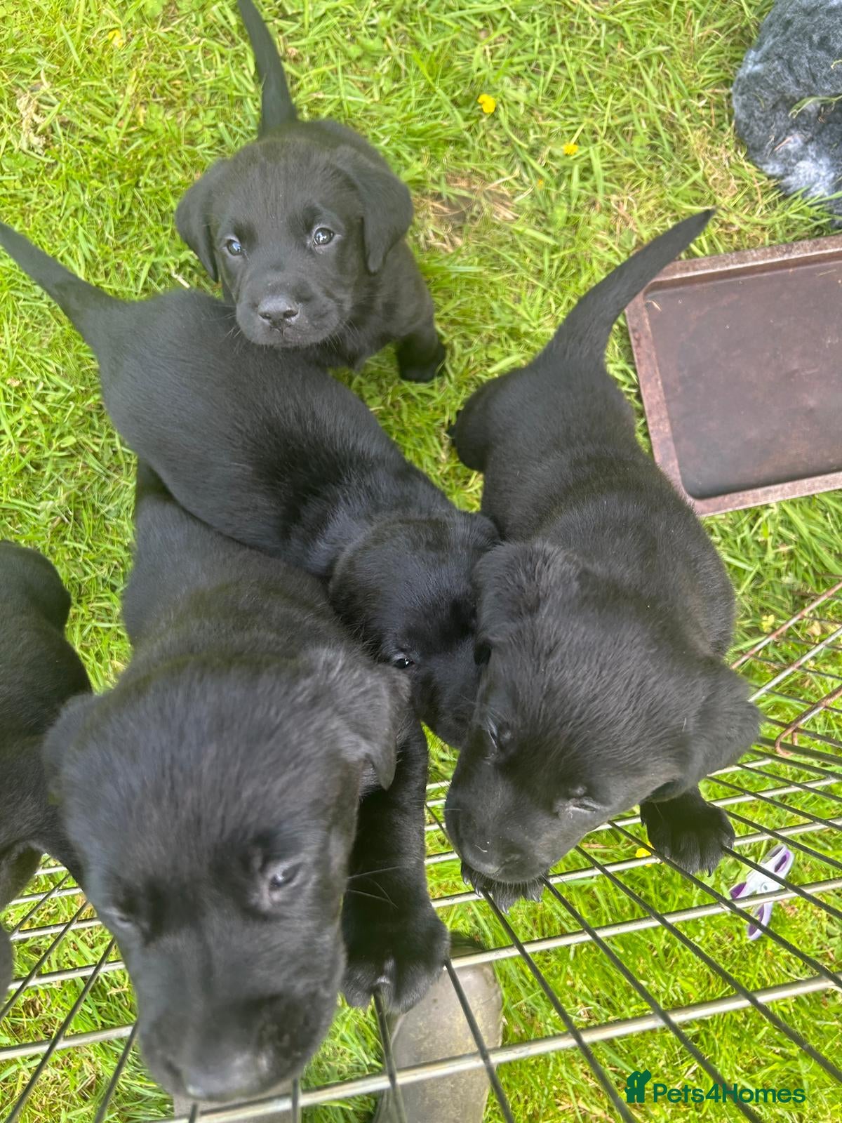 Labrador Retriever dogs for sale: Working KC reg Black Lab puppies FCTH pedigree  - Advert 7