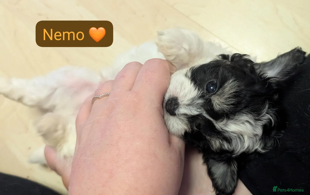 Chipoo dogs for sale: Chipoo Puppies - Advert 28